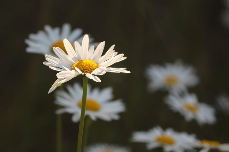 Magical Meadow